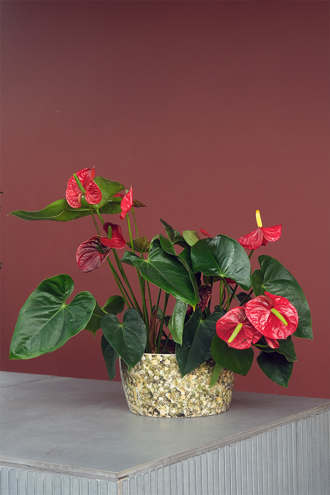 Anthurium - Flamingo Çiçeği (Kırmızı)