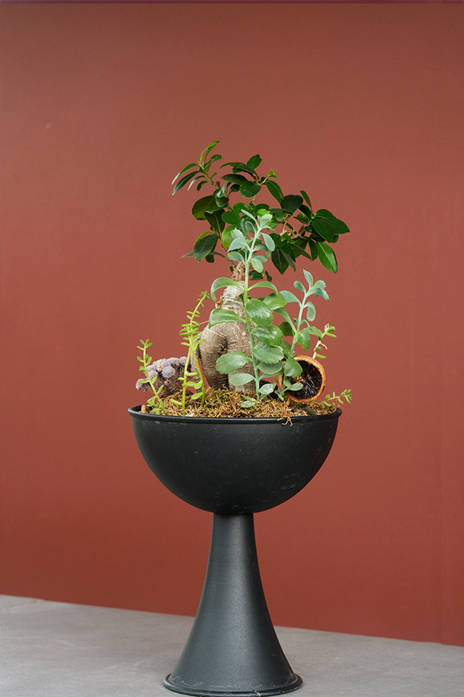 Bonsai Ficus Ginseng (Ficus Microcarpa)
