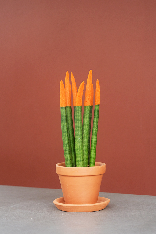Kalem Sansevieria 