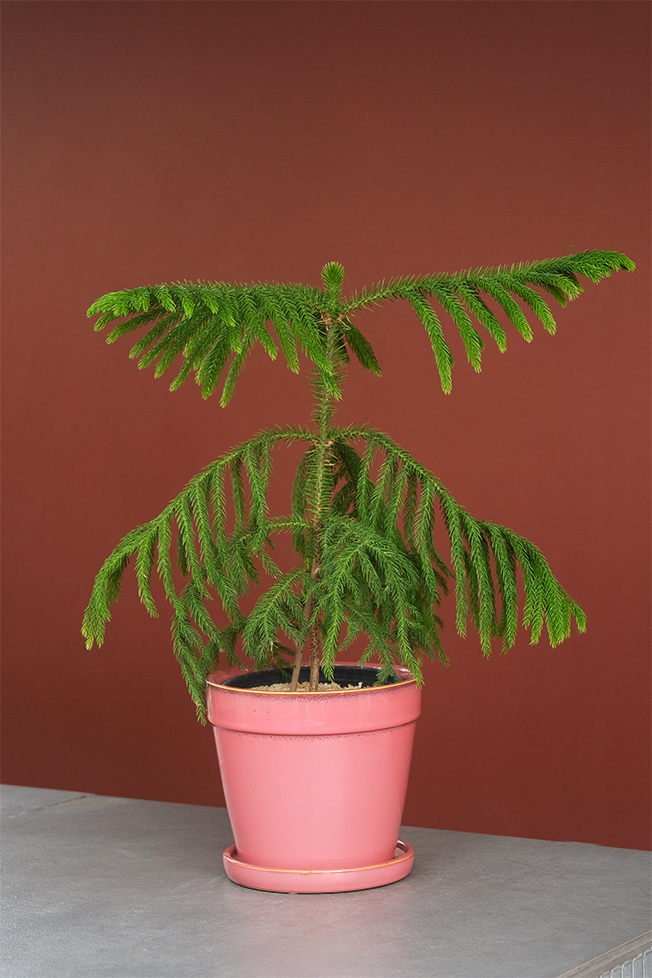 Salon Çamı (Araucaria Heterophylla)