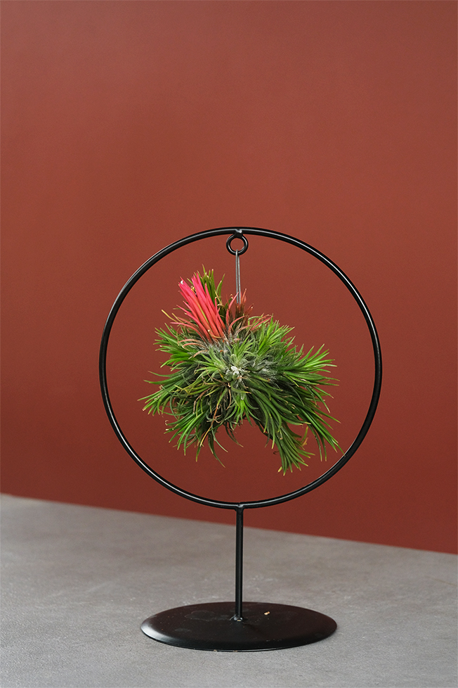 Hava Bitkisi (Tillandsia Cube/Ring Mix)