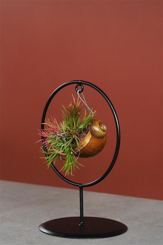 Hava Bitkisi (Tillandsia Shelly Cube/Ring Mix) 