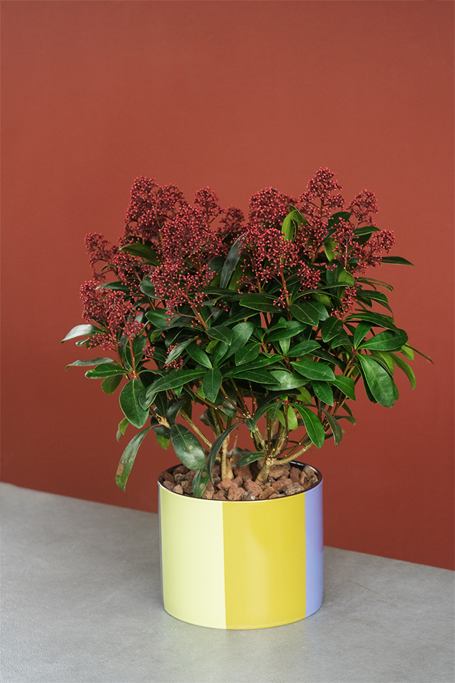 Köpük Çalısı (Skimmia Japonica)