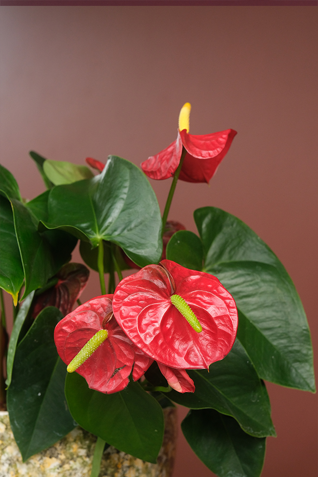 Anthurium - Flamingo Çiçeği (Kırmızı)