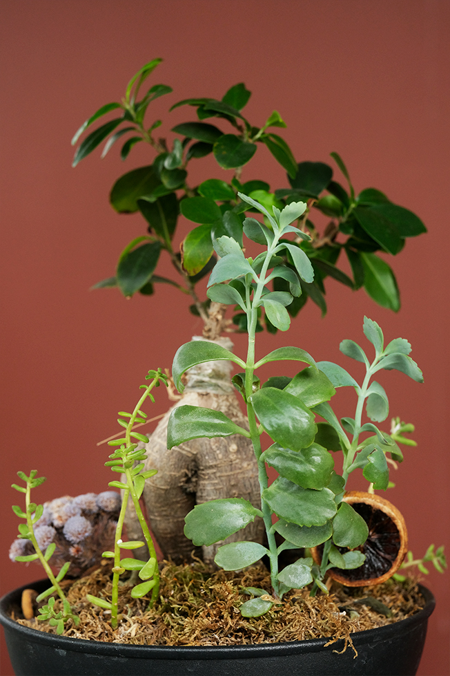 Bonsai Ficus Ginseng (Ficus Microcarpa)