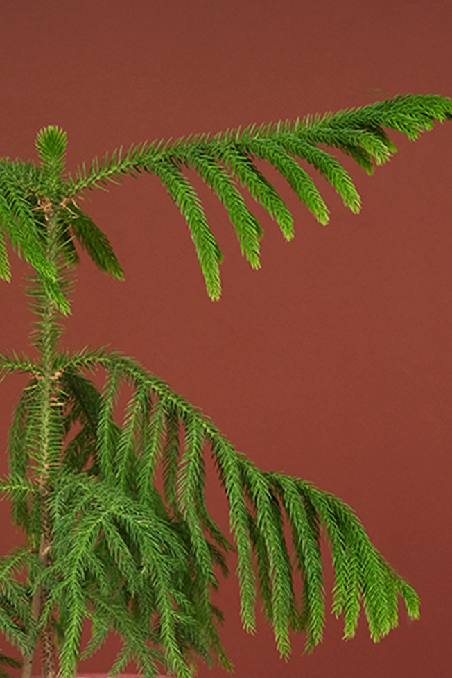 Salon Çamı (Araucaria Heterophylla)