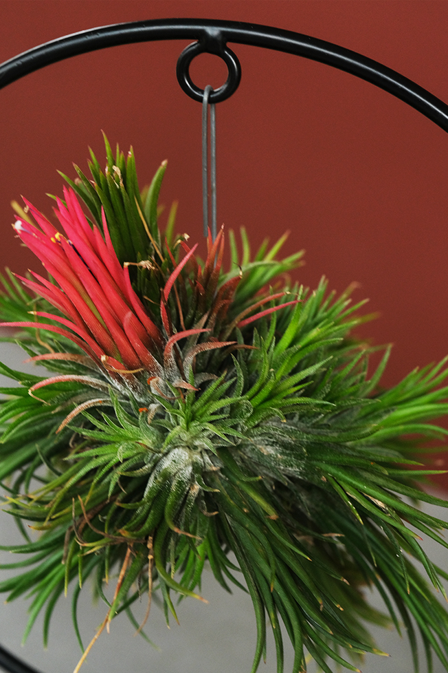 Hava Bitkisi (Tillandsia Cube/Ring Mix)