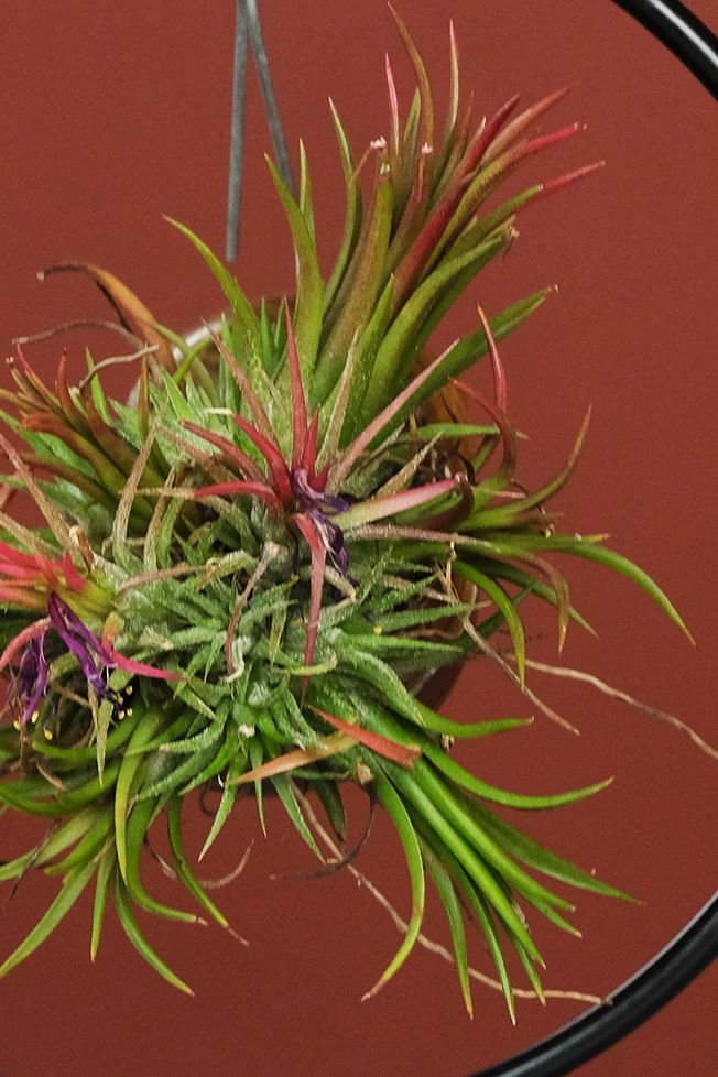 Hava Bitkisi (Tillandsia Shelly Cube/Ring Mix) 